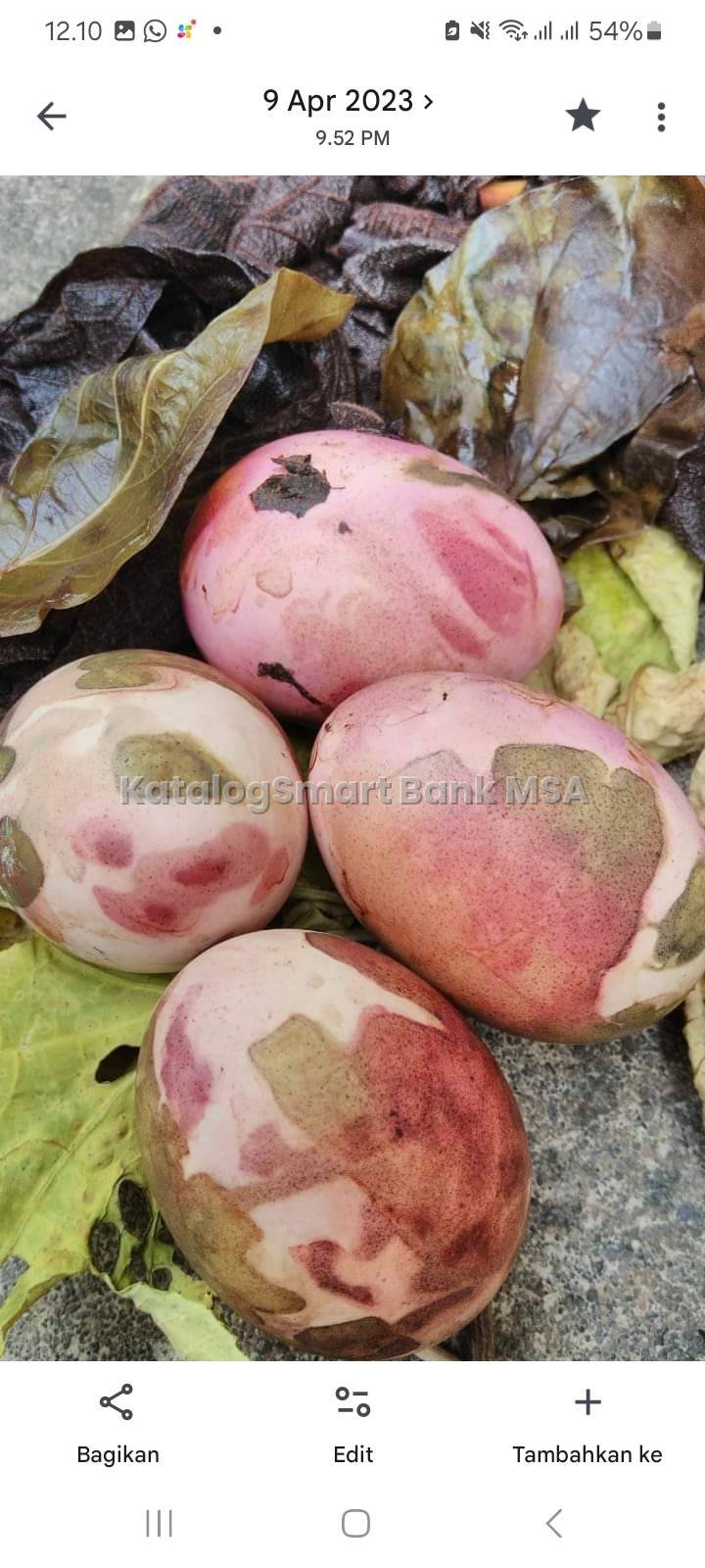 Telur Ecoprint