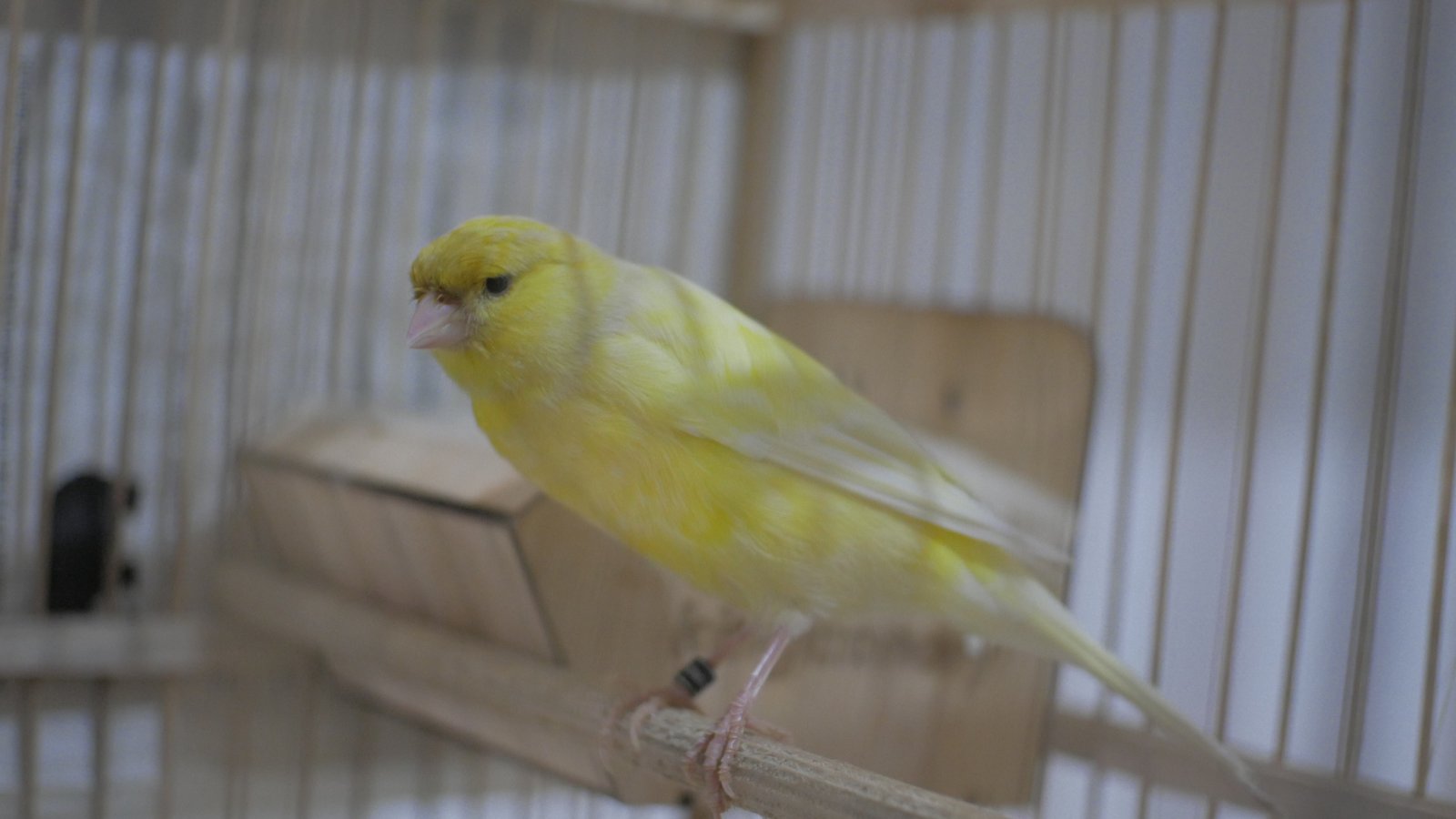 Yogyakarta Canary